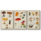 Mushroom Species IV - Floater Framed Canvas Set