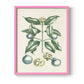 Buchoz Tropicals VII - Restickable Framed Art Print