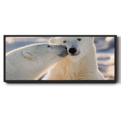 Polar Bear Kiss - Floater Framed Canvas Print