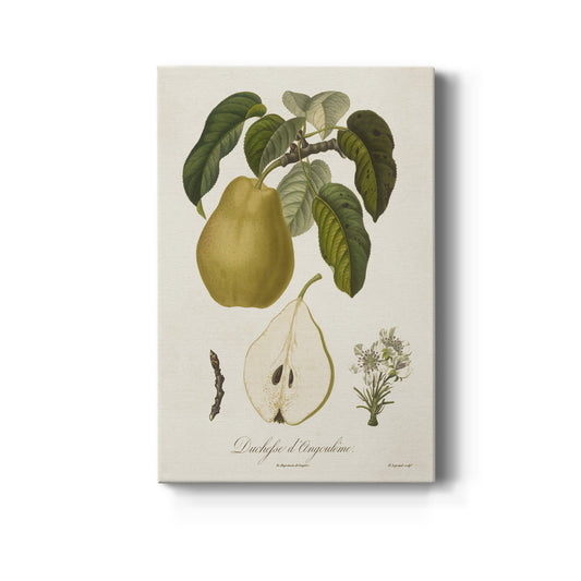 Vintage Pears I Premium Gallery Wrapped Canvas - Ready to Hang