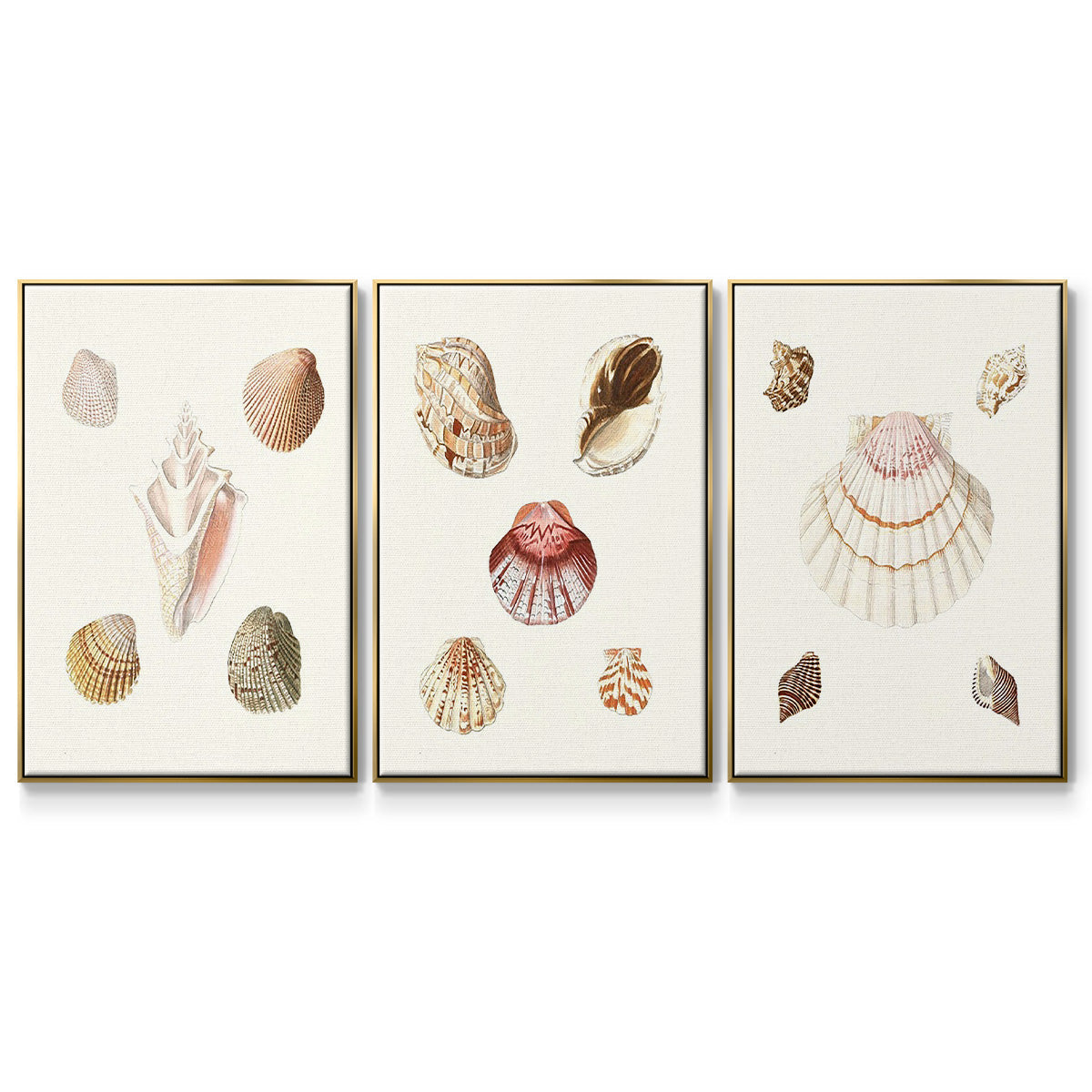 Pastel Knorr Shells I - Framed Premium Gallery Wrapped Canvas L Frame 3 Piece Set - Ready to Hang