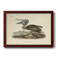 Audubons Brown Pelican - Ornate Framed Canvas Print