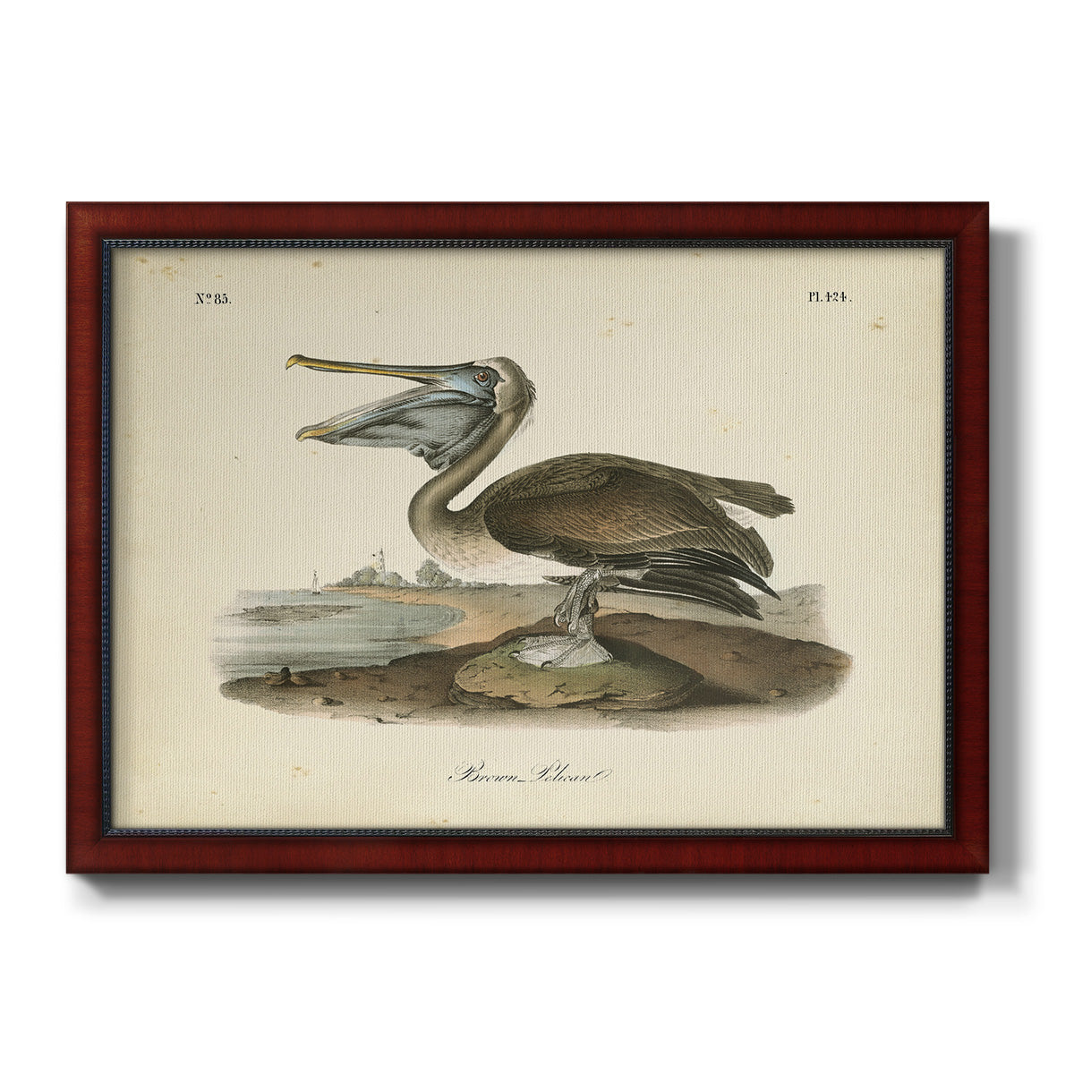 Audubons Brown Pelican - Ornate Framed Canvas Print