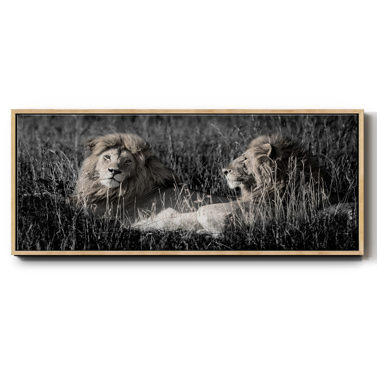 Mara Lions - Floater Framed Canvas Print