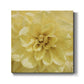 Wall Flower II-Premium Gallery Wrapped Canvas - Ready to Hang