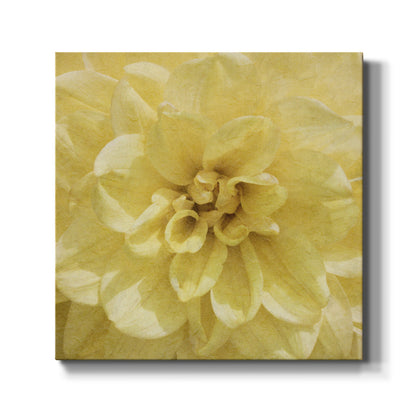 Wall Flower II - Canvas Art Print