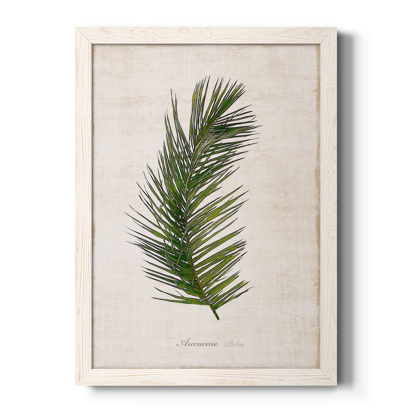 Palm Botanical II - Barnwood Framed Canvas Print