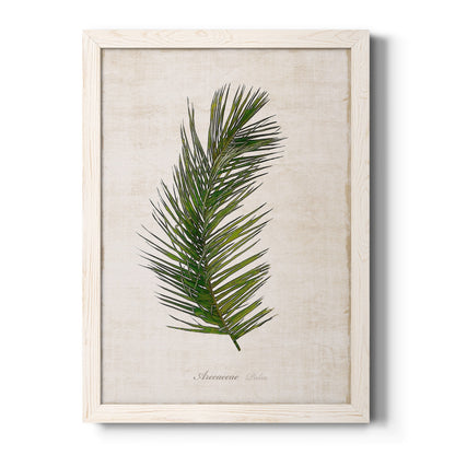 Palm Botanical II - Barnwood Framed Canvas Print