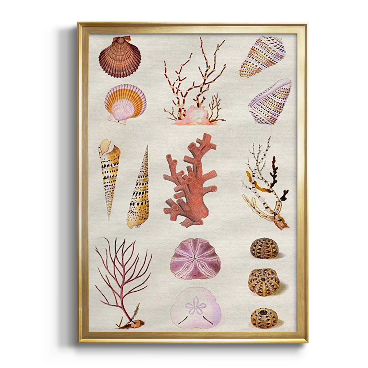 Coral & Shell Collage II -  Framed Canvas Print