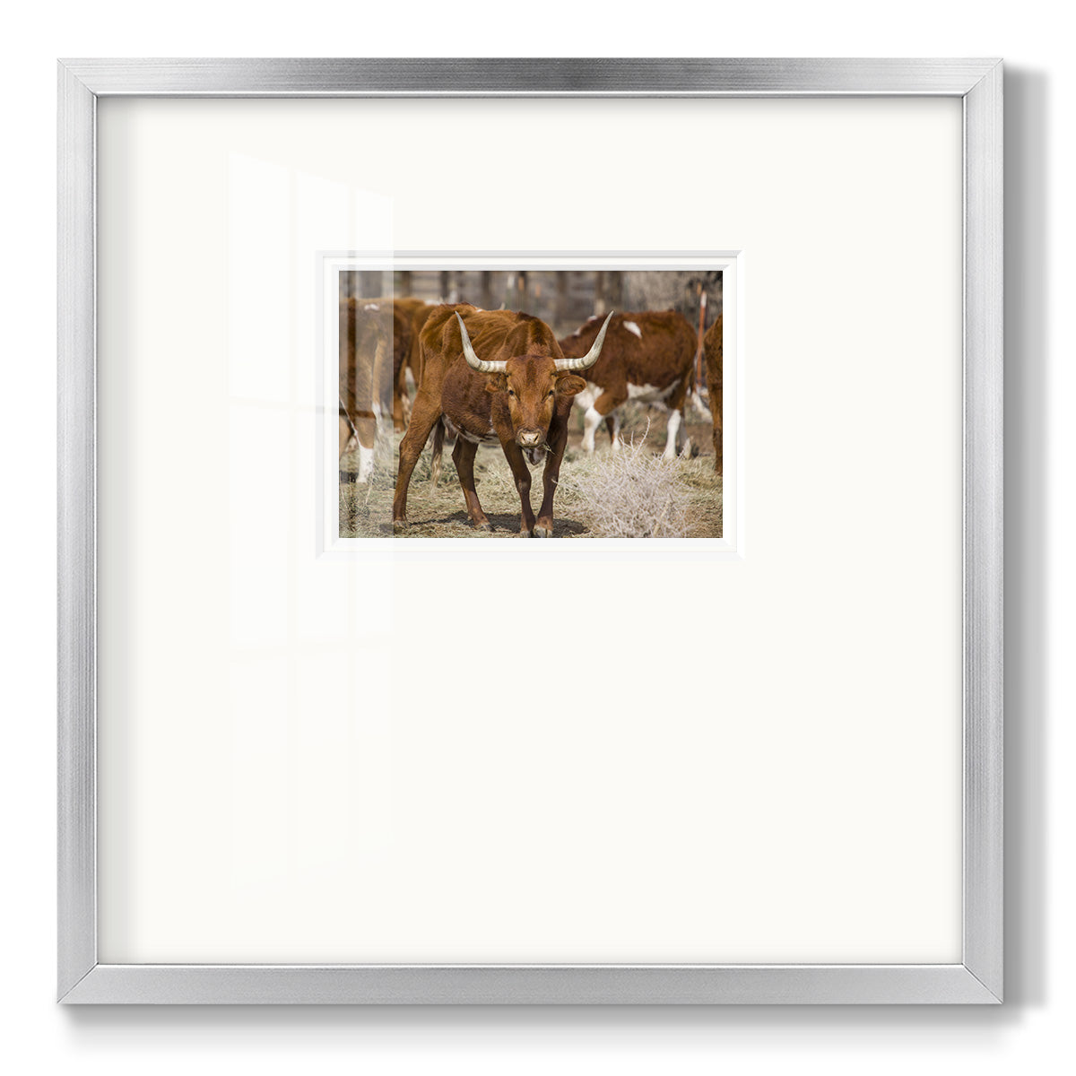 Longhorns - Double Matboard Framed Print