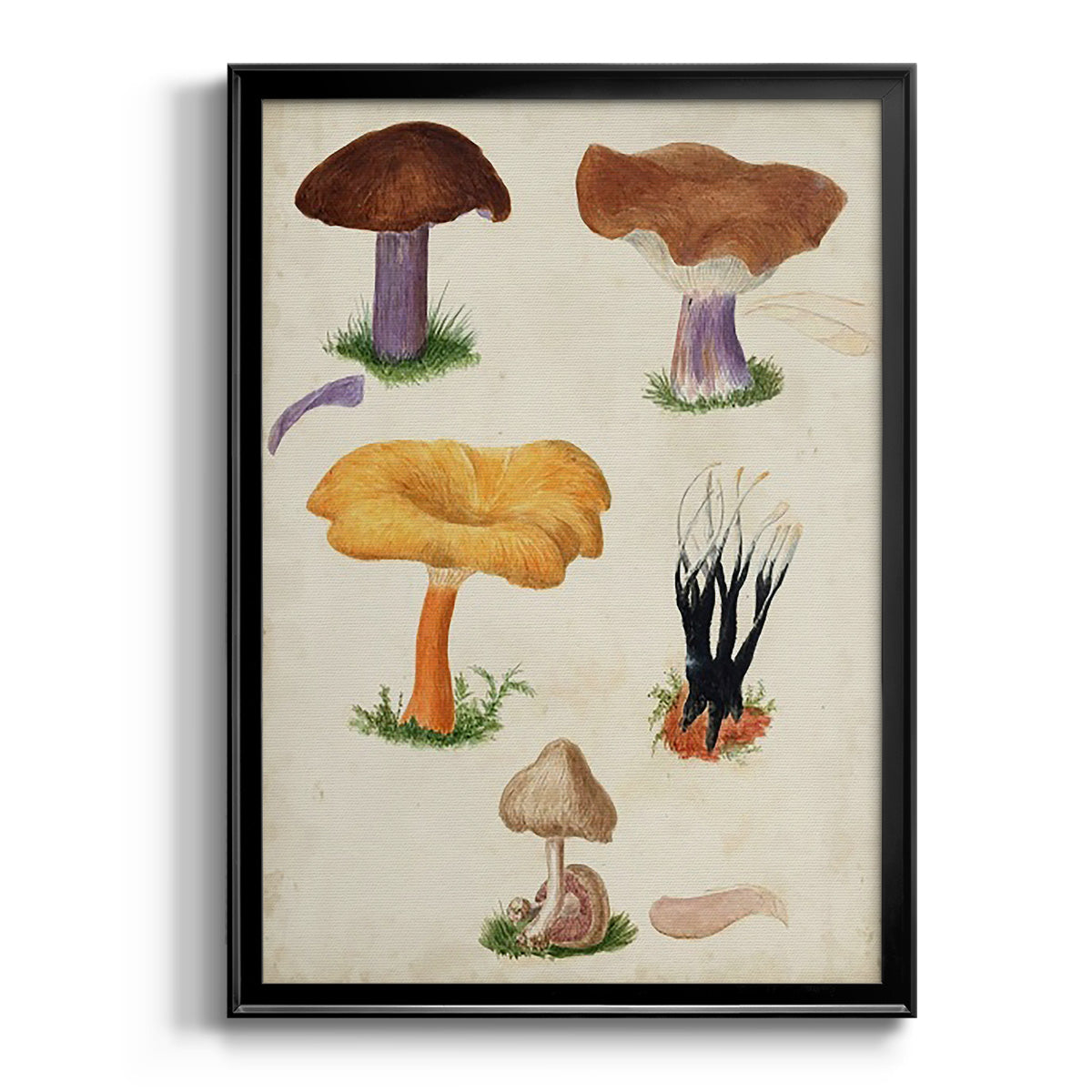 Mushroom Species VII - Modern Framed Canvas Print
