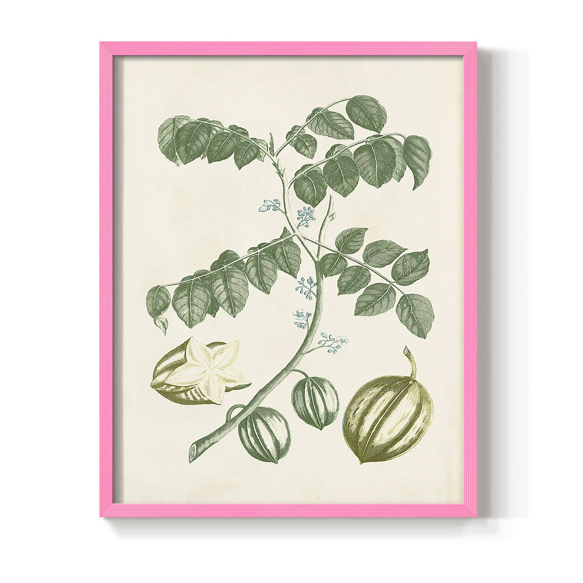 Buchoz Tropicals II - Restickable Framed Art Print