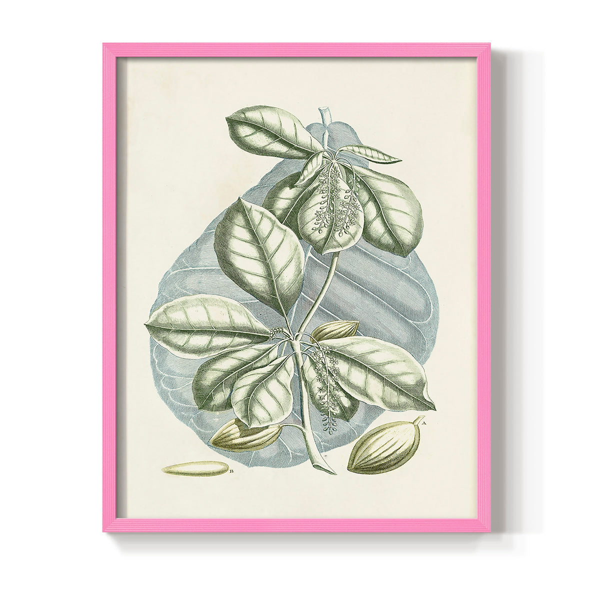 Buchoz Tropicals VI - Restickable Framed Art Print