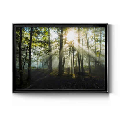 Light and Trees - Modern Framed Canvas Print