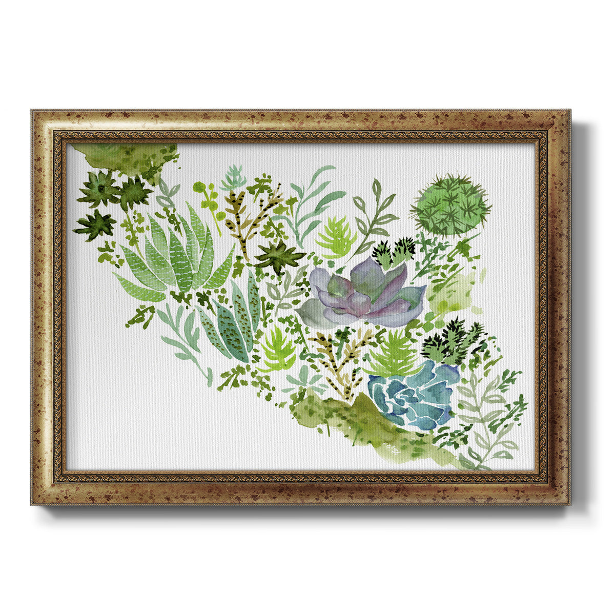 Succulent Field II - Ornate Framed Canvas Print