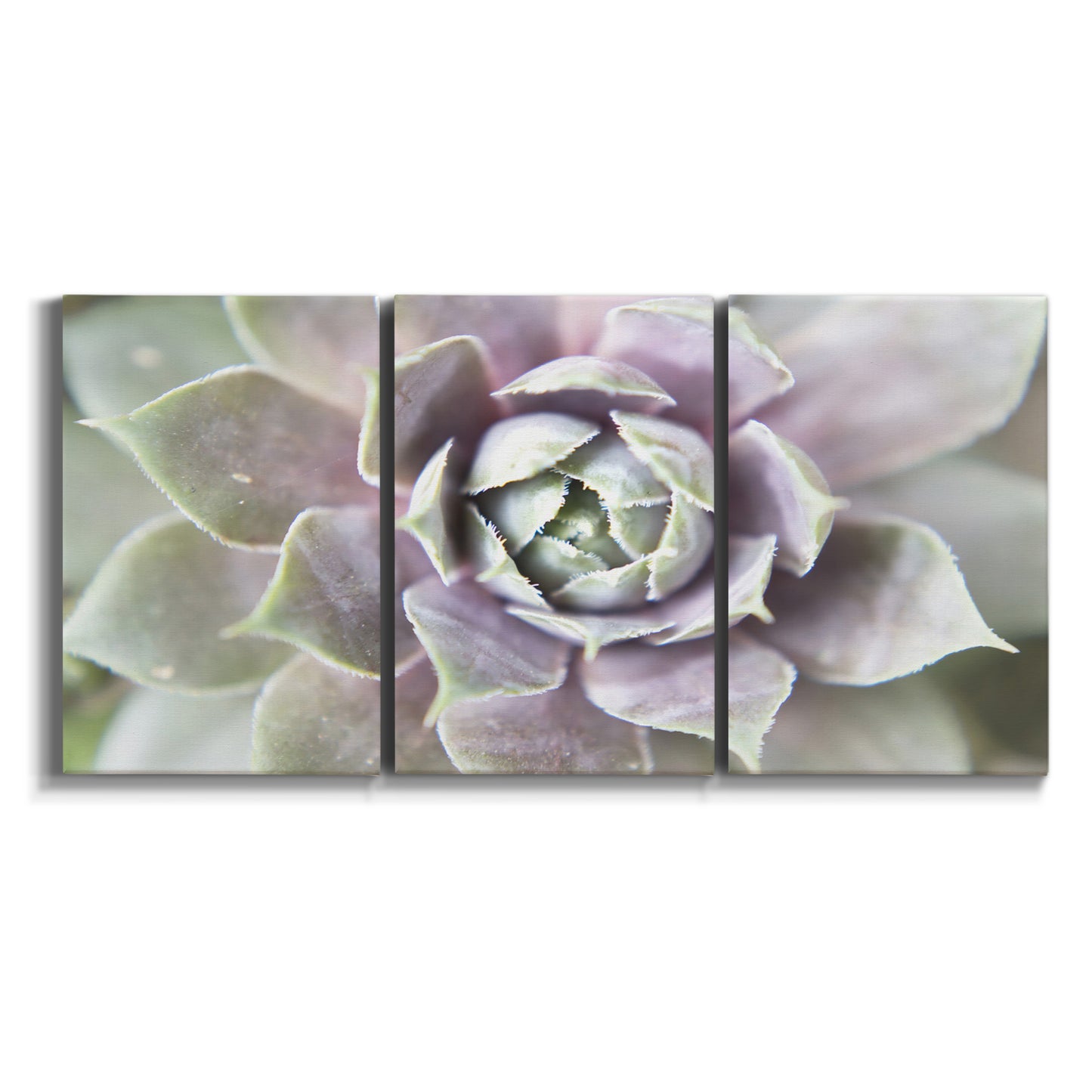 Three-panel canvas wall art featuring close up succulent photography on white background.
