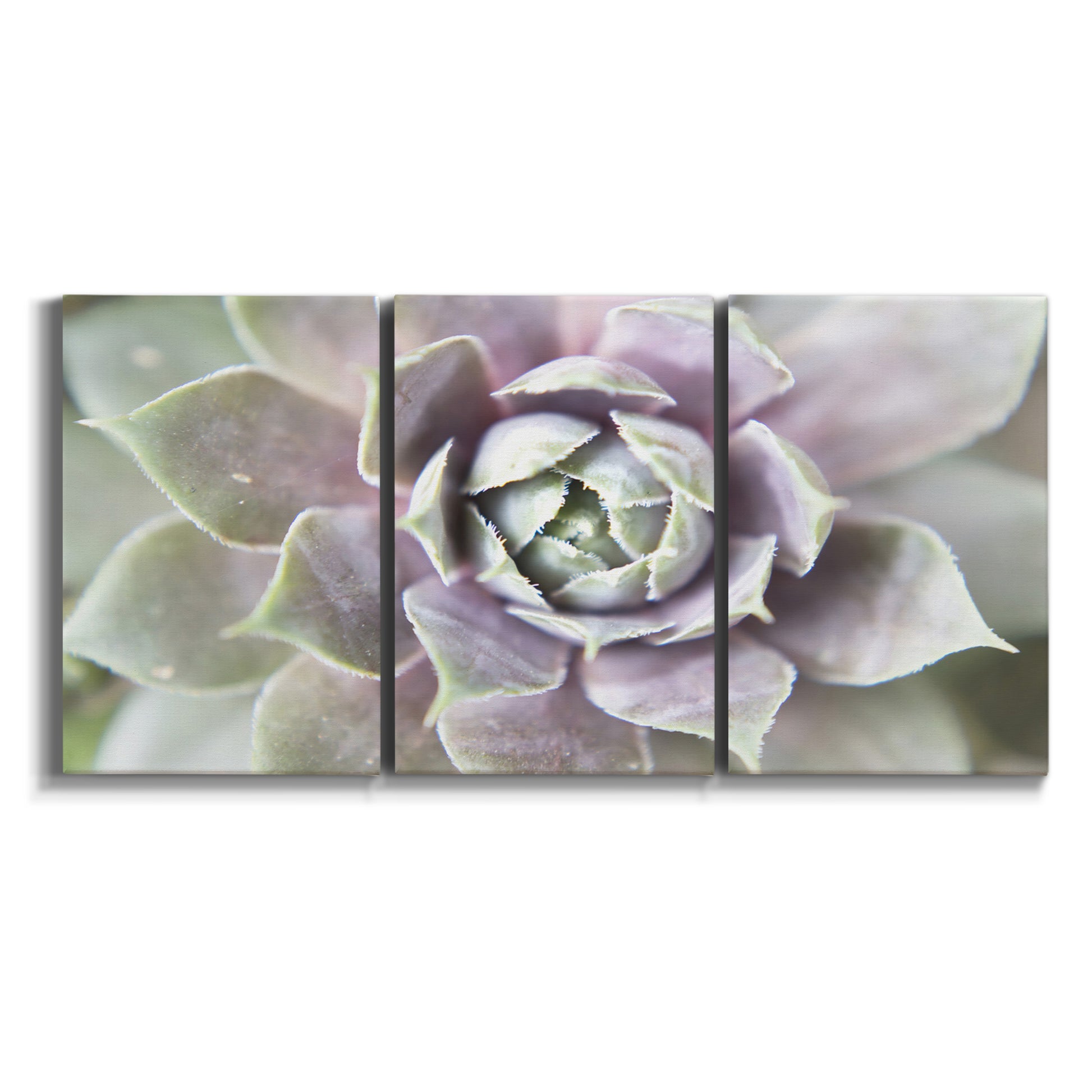 Three-panel canvas wall art featuring close up succulent photography on white background.