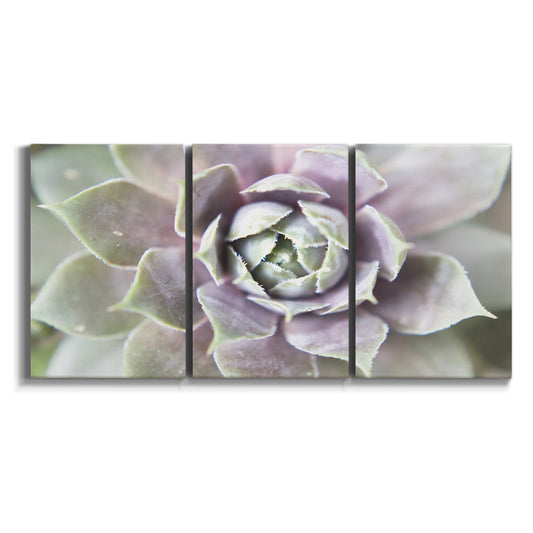 Three-panel canvas wall art featuring close up succulent photography on white background.
