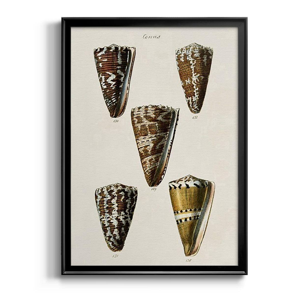 Cone Shell Collection V - Modern Framed Canvas Print