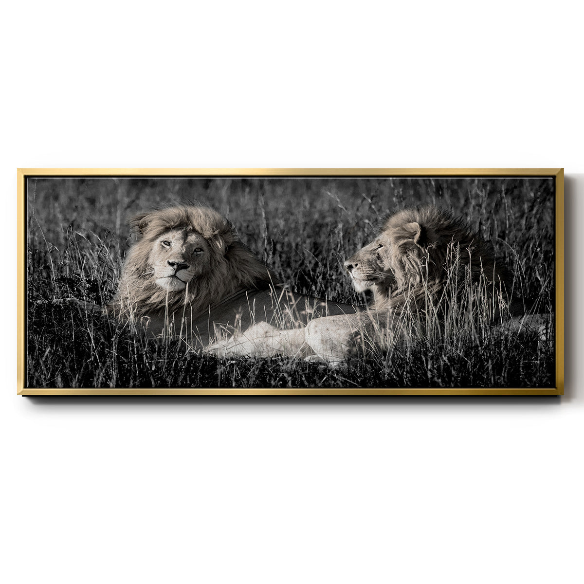 Mara Lions - Floater Framed Canvas Print
