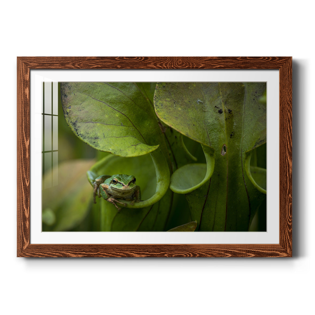 Arboreal Refuge - Barnwood Framed Art Print