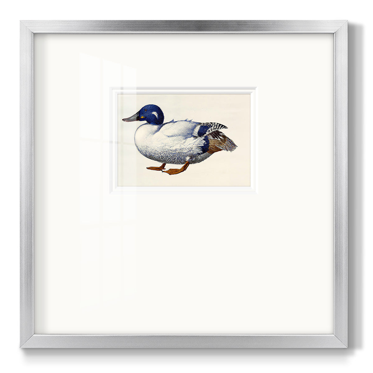 White and Blue Mallard - Double Matboard Framed Print