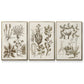 Sepia Botanical Journal VI - Framed Premium Gallery Wrapped Canvas L Frame 3 Piece Set - Ready to Hang