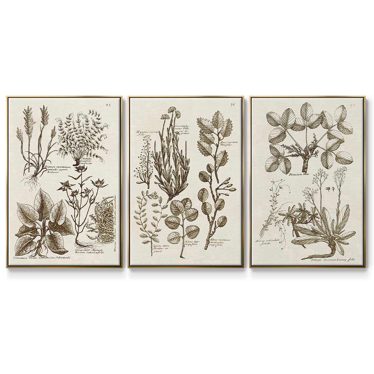 Sepia Botanical Journal VI - Framed Premium Gallery Wrapped Canvas L Frame 3 Piece Set - Ready to Hang