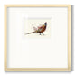 Pheasant Splash 2 Premium Framed Print Double Matboard