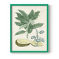 Buchoz Tropicals IV - Restickable Framed Art Print