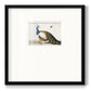 Standing Peacock - Double Matboard Framed Print