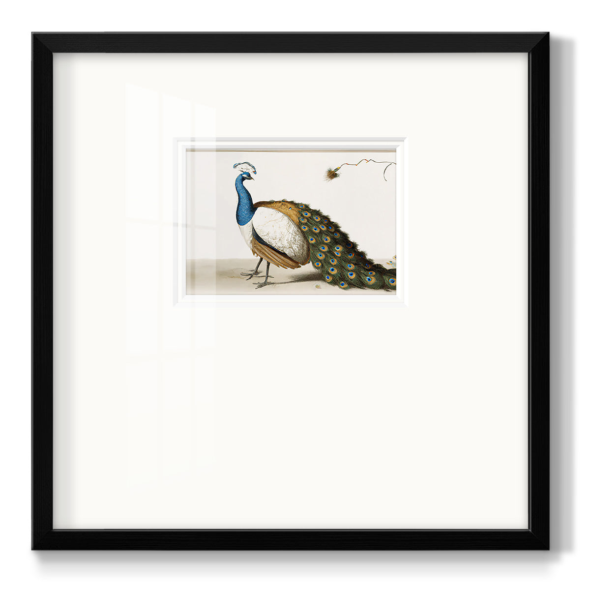 Standing Peacock - Double Matboard Framed Print