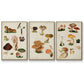 Mushroom Species I - Floater Framed Canvas Set