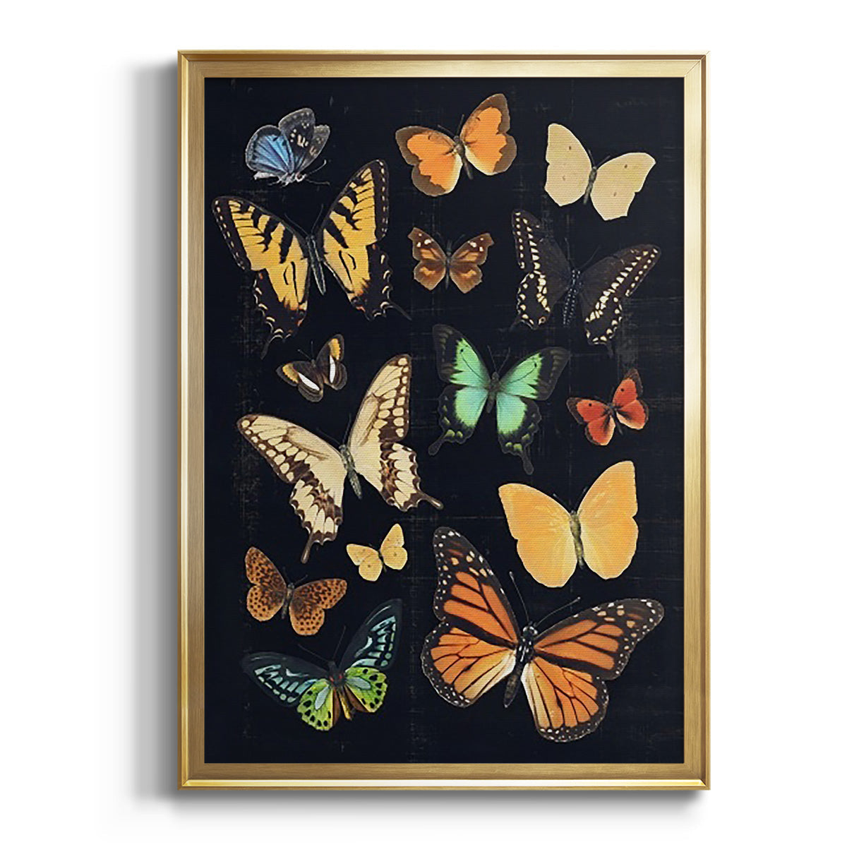 Collected Flutter III - Modern Framed Canvas Print