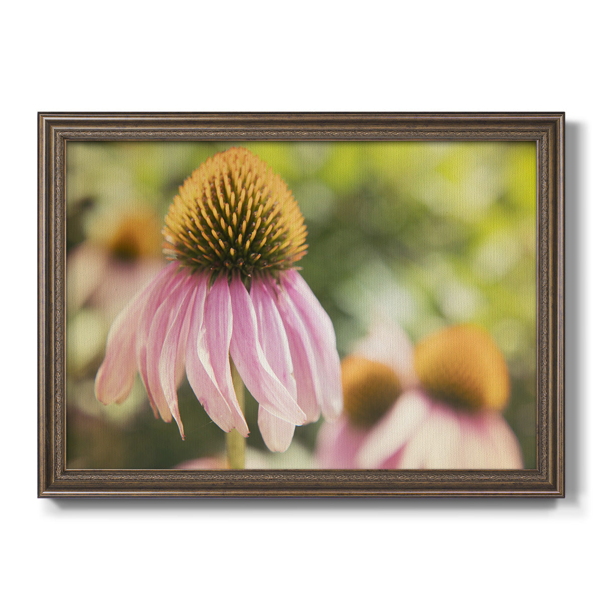 Echinacea Study II Premium Framed Canvas- Ready to Hang