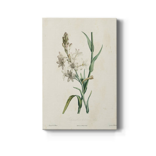 Traditional Botanical IV Premium Gallery Wrapped Canvas - Ready to Hang