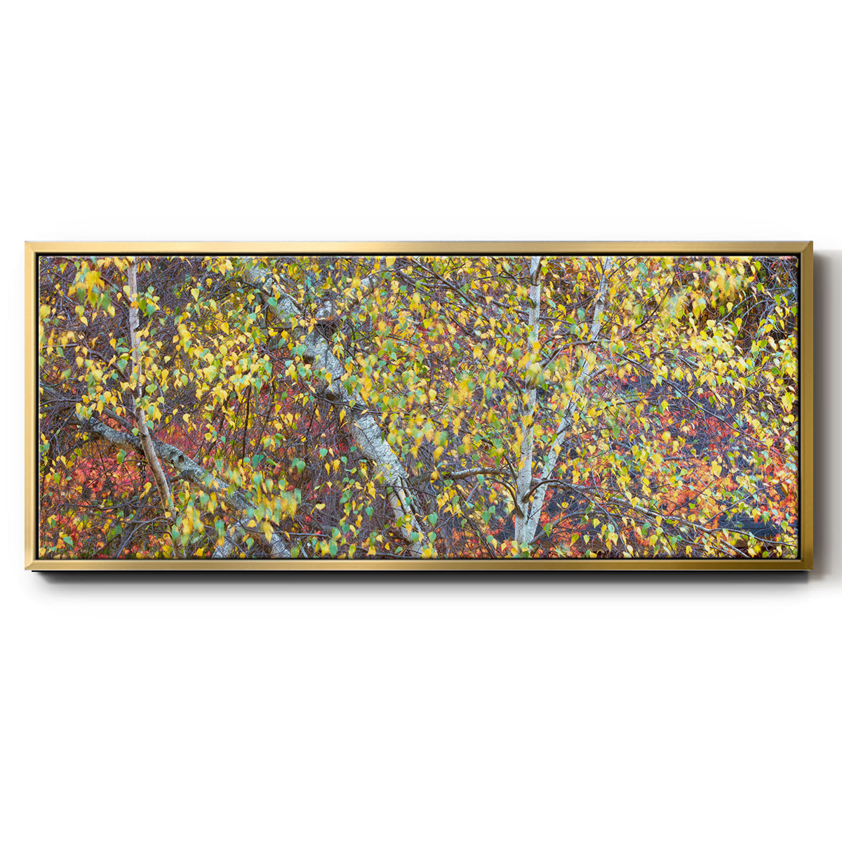 Tree Panorama IV - Floater Framed Canvas Print