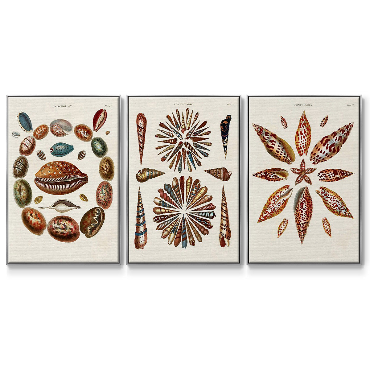 Spiral Shell Formation I - Framed Premium Gallery Wrapped Canvas L Frame 3 Piece Set - Ready to Hang