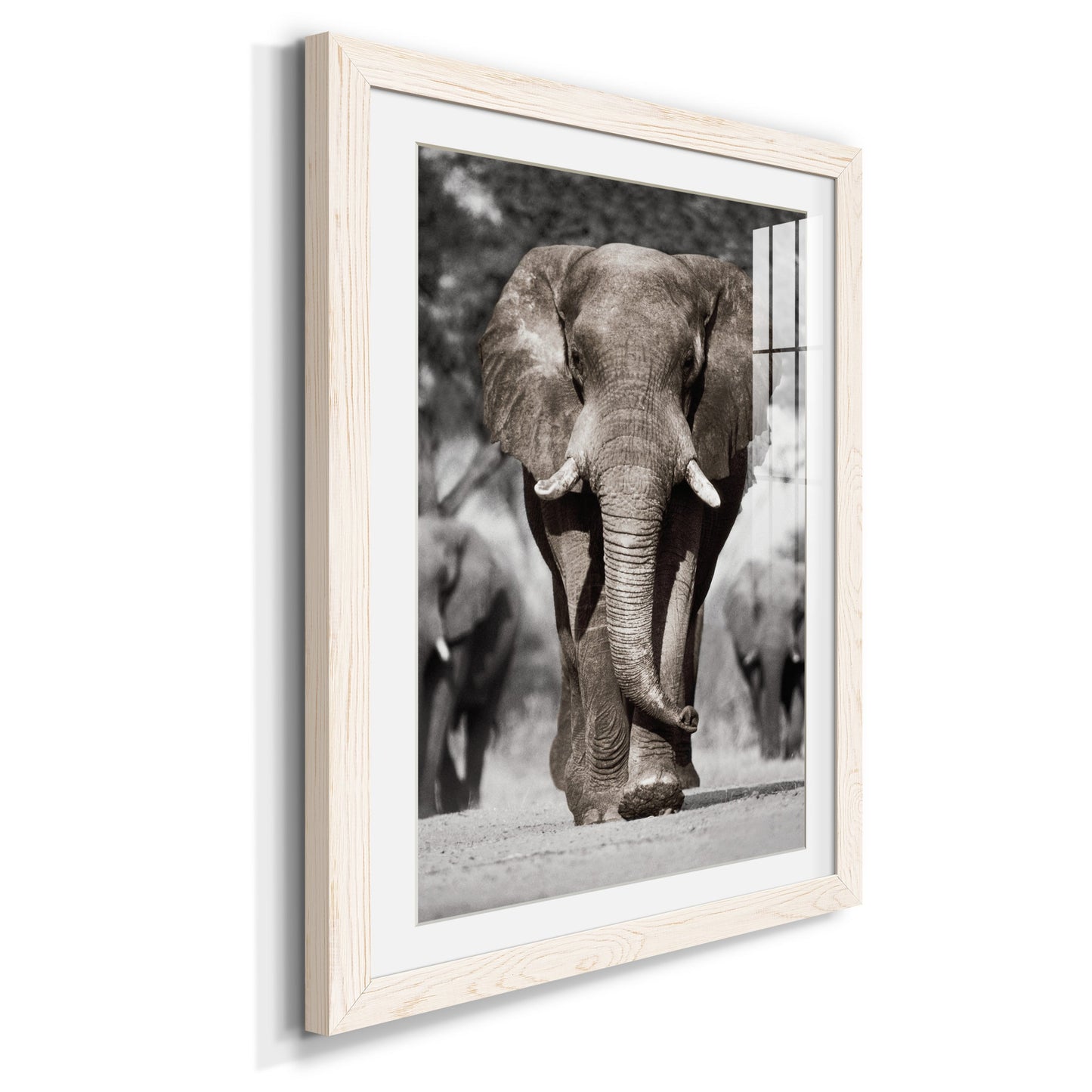 Botswana Patriarch - Premium Framed Print - Distressed Barnwood Frame - Ready to Hang