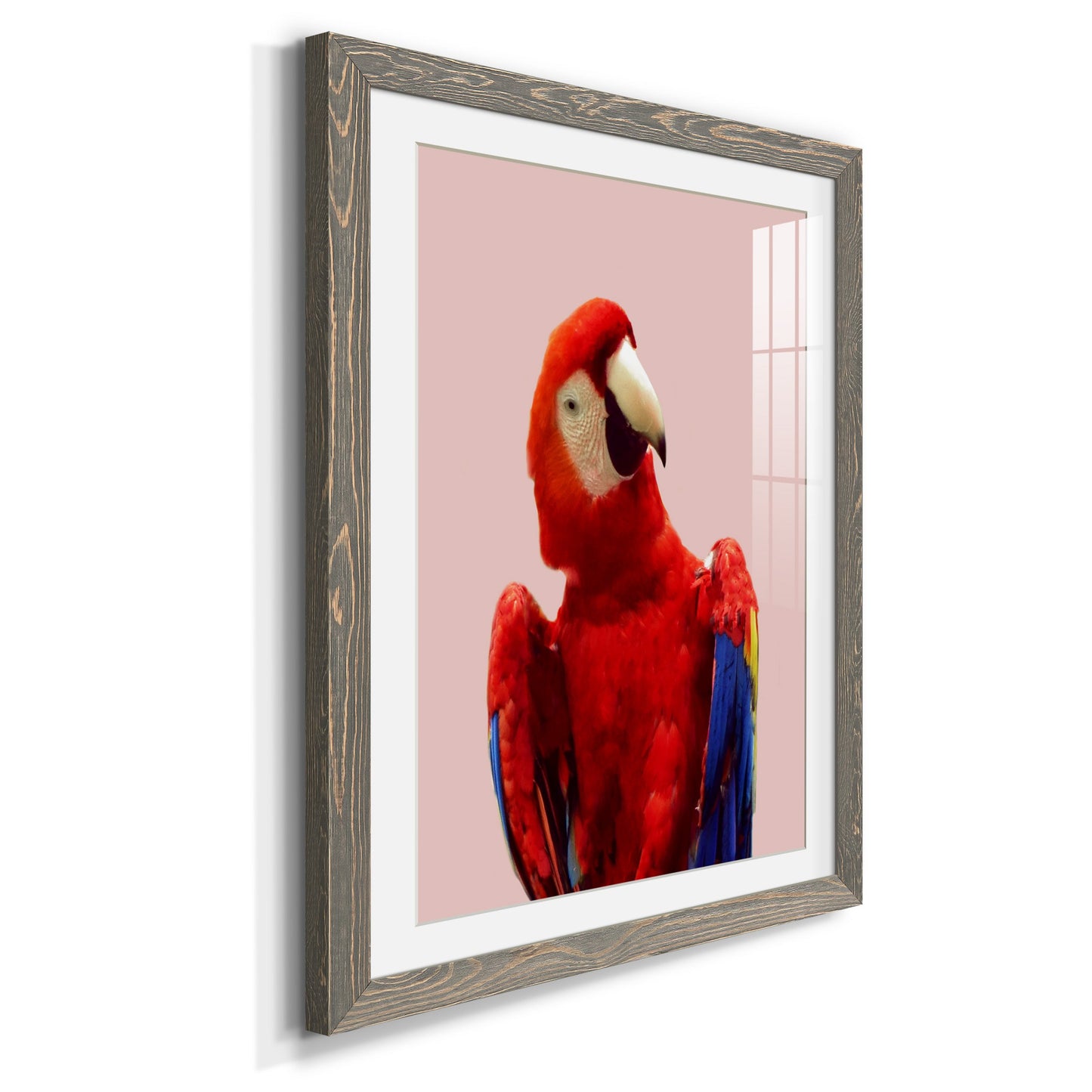 Honduras Wildlife - Premium Framed Print - Distressed Barnwood Frame - Ready to Hang