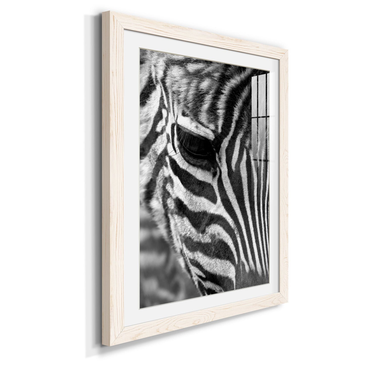 Zebra Colt - Premium Framed Print - Distressed Barnwood Frame - Ready to Hang