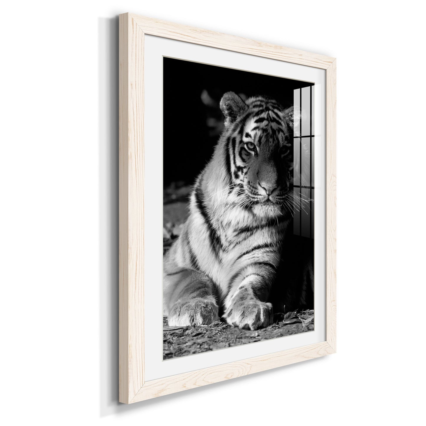 Tiger Repose - Premium Framed Print - Distressed Barnwood Frame - Ready to Hang