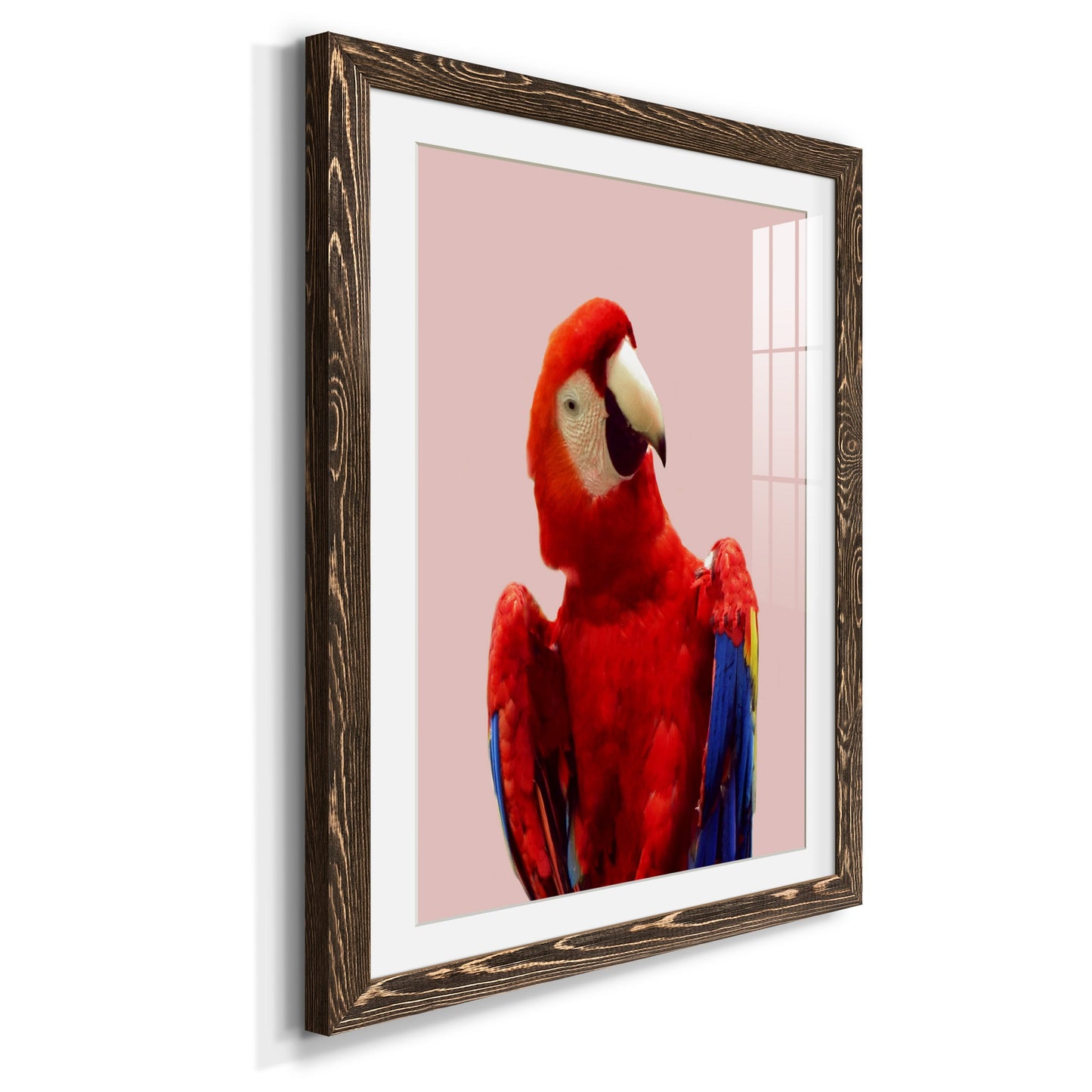 Honduras Wildlife - Premium Framed Print - Distressed Barnwood Frame - Ready to Hang