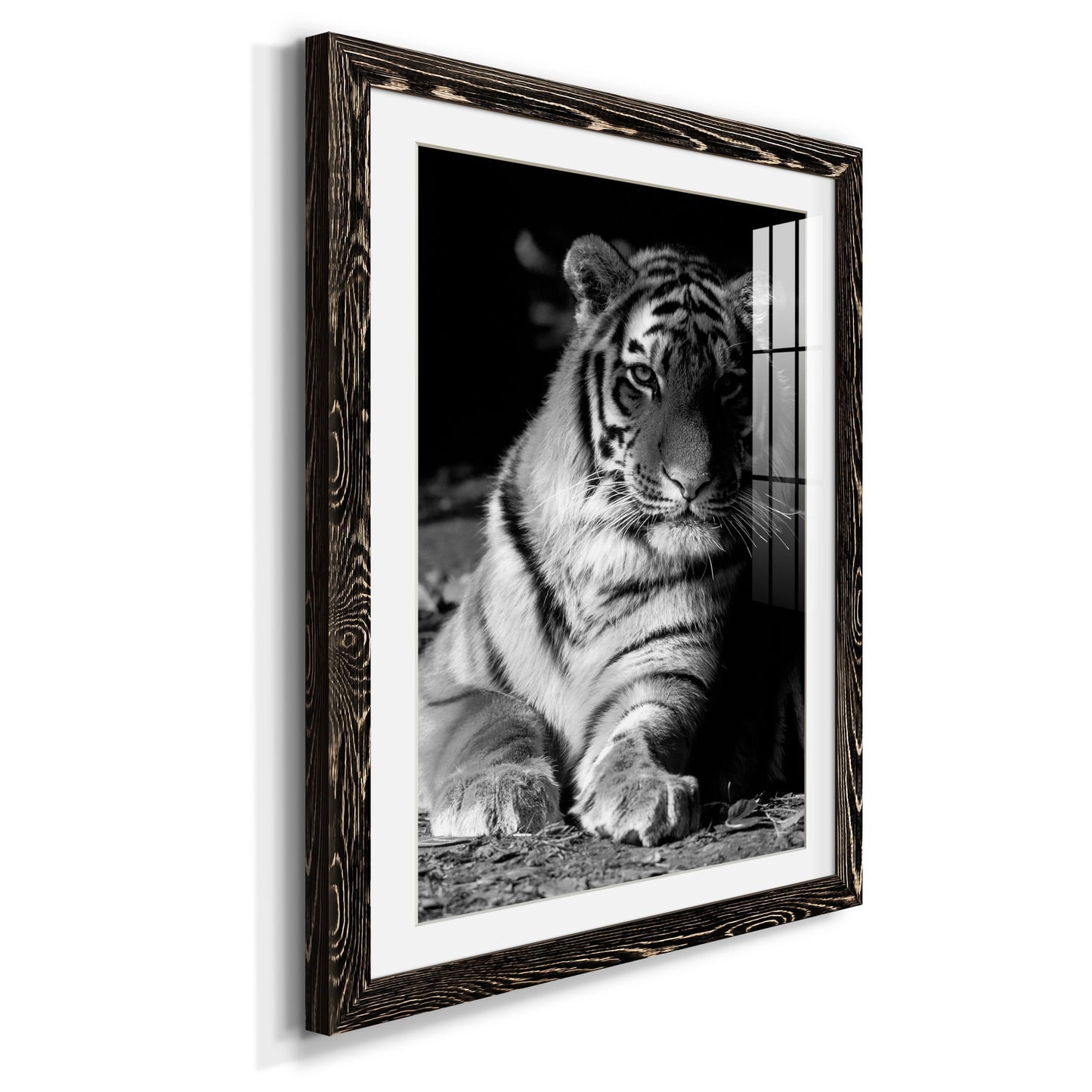 Tiger Repose - Premium Framed Print - Distressed Barnwood Frame - Ready to Hang