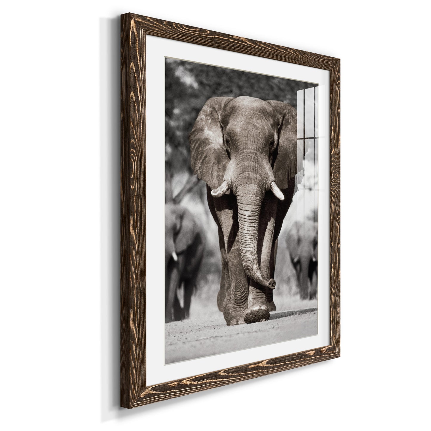 Botswana Patriarch - Premium Framed Print - Distressed Barnwood Frame - Ready to Hang