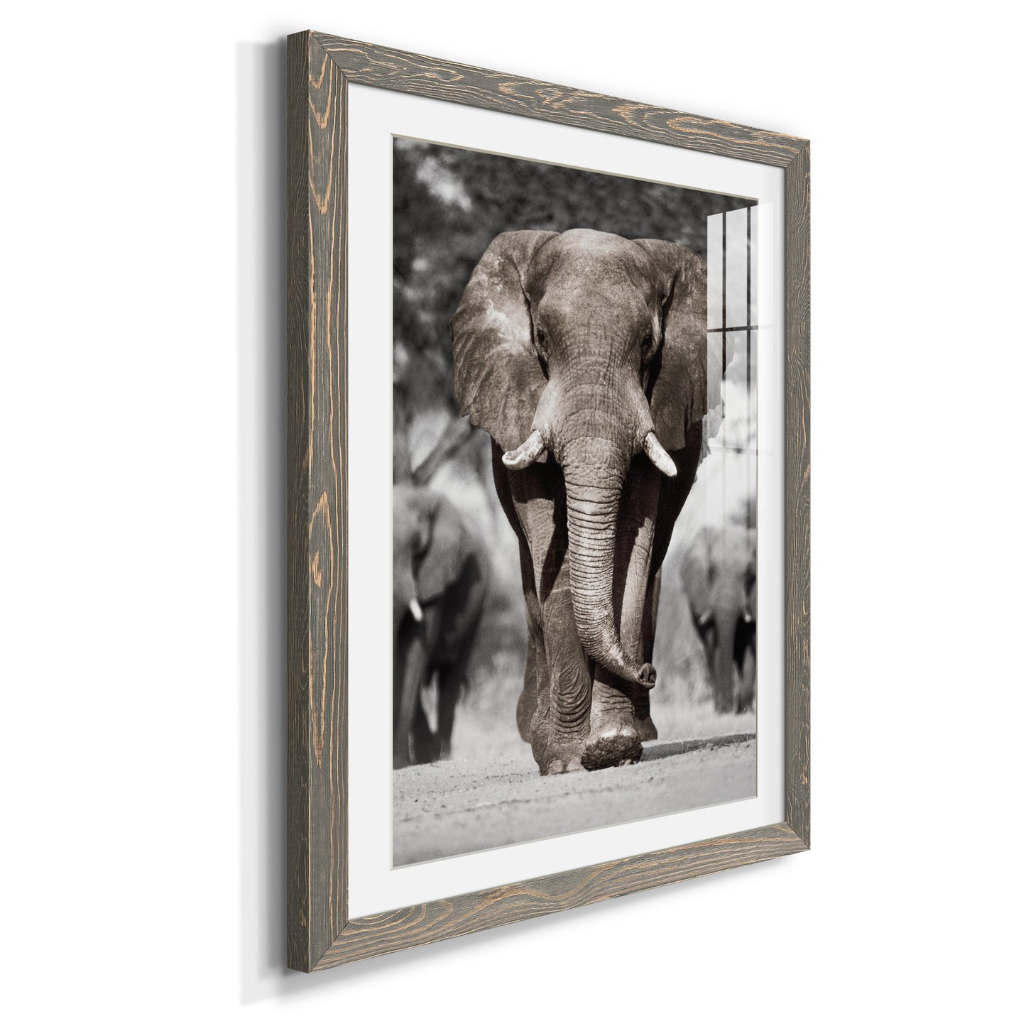 Botswana Patriarch - Premium Framed Print - Distressed Barnwood Frame - Ready to Hang