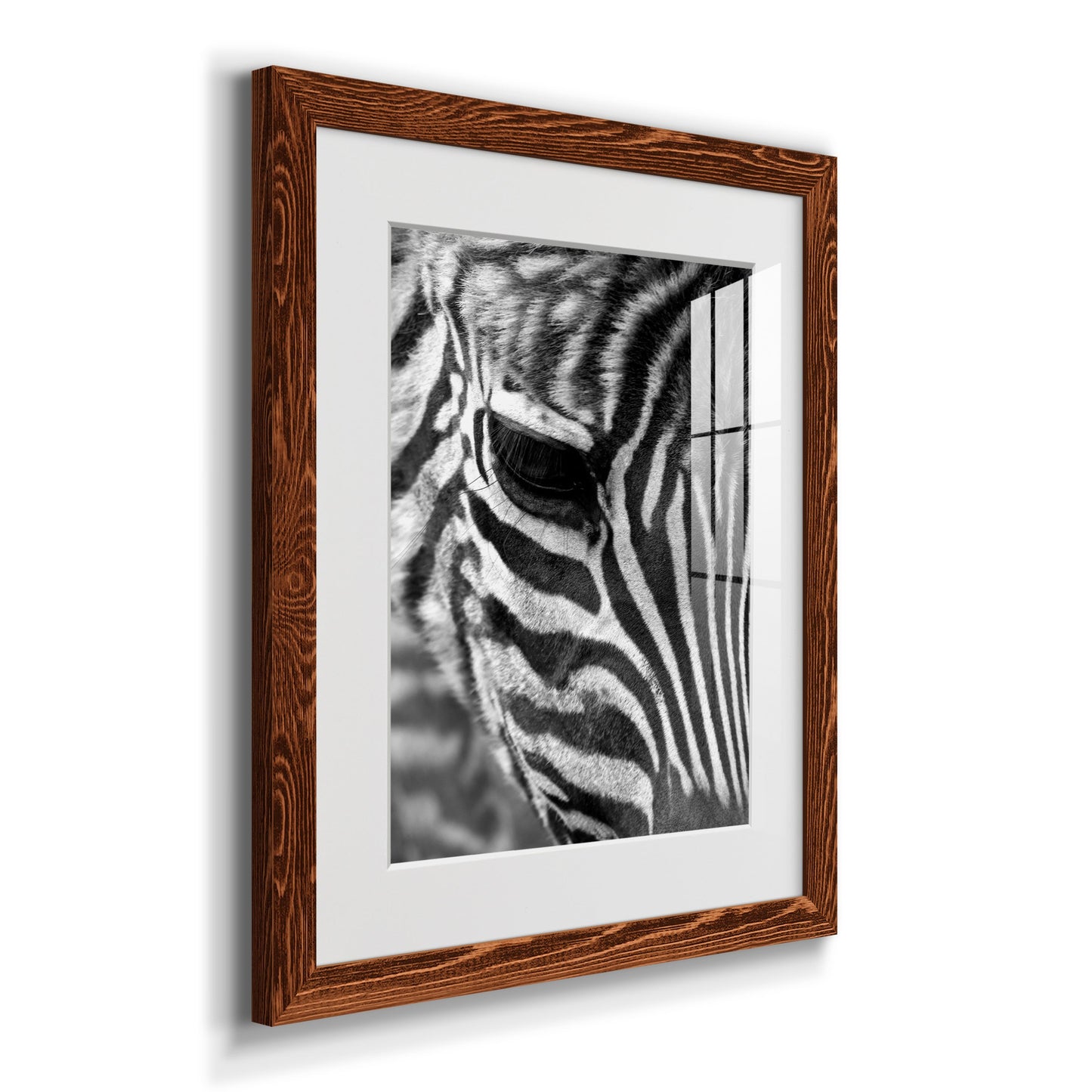 Zebra Colt - Premium Framed Print - Distressed Barnwood Frame - Ready to Hang