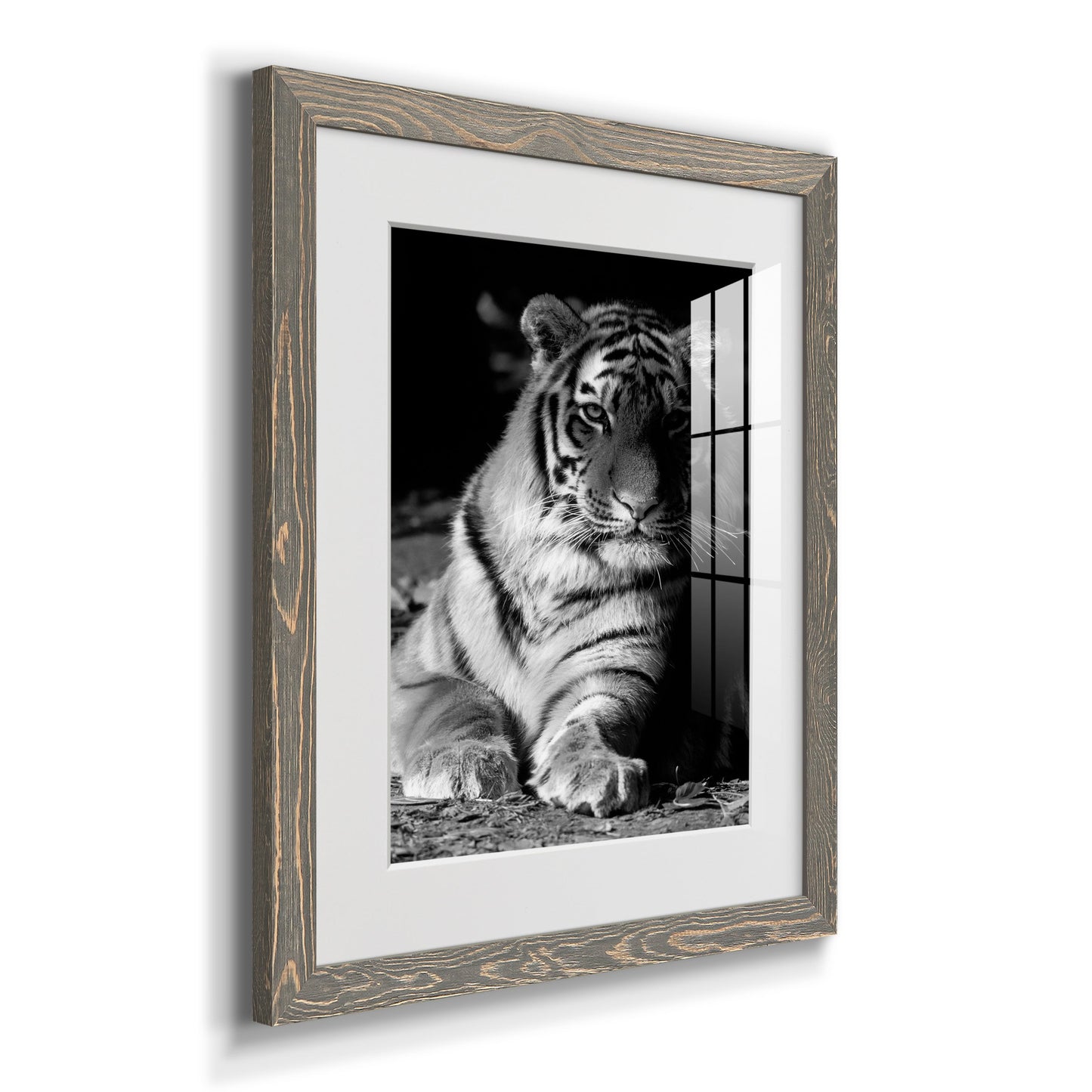 Tiger Repose - Premium Framed Print - Distressed Barnwood Frame - Ready to Hang