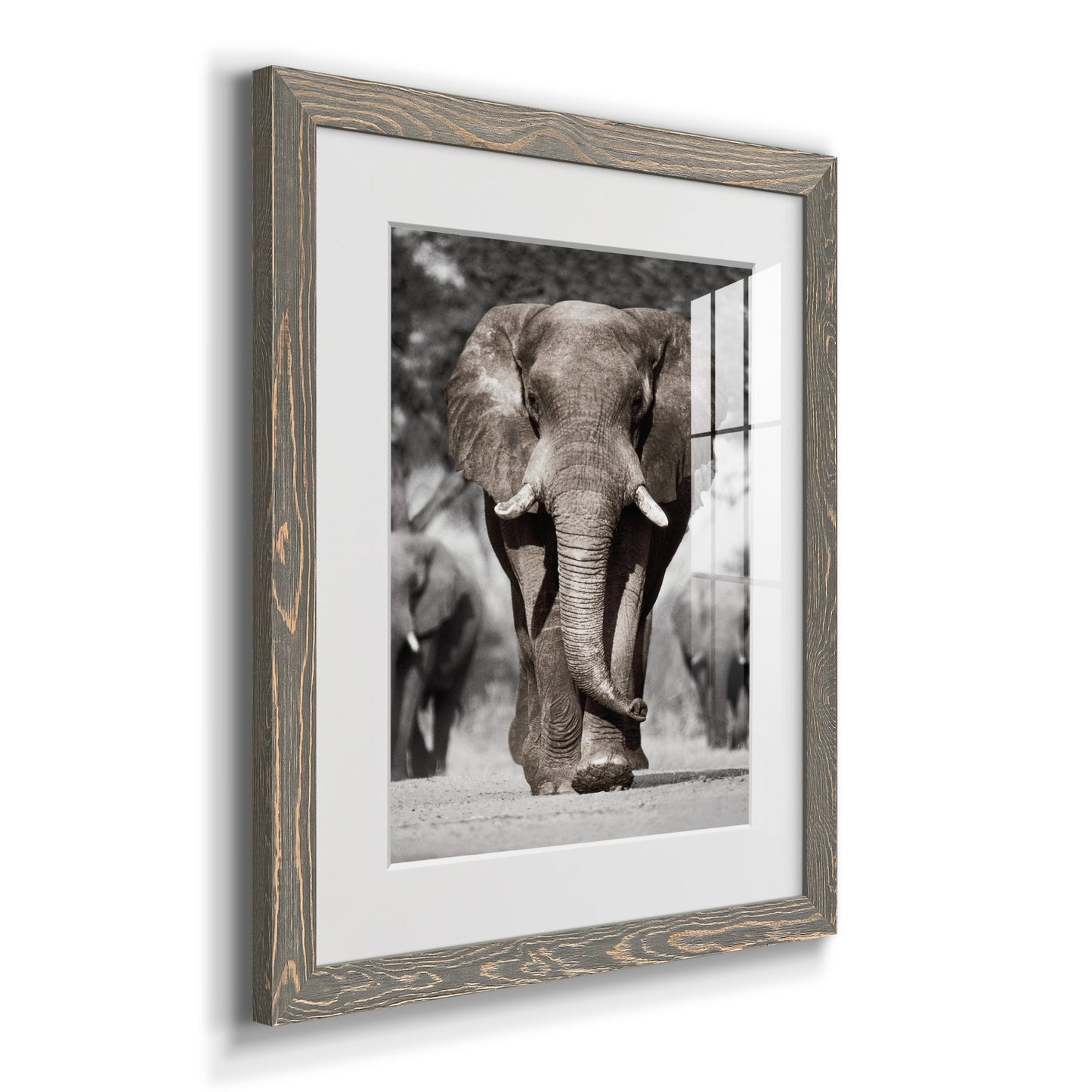 Botswana Patriarch - Premium Framed Print - Distressed Barnwood Frame - Ready to Hang