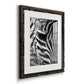 Zebra Colt - Premium Framed Print - Distressed Barnwood Frame - Ready to Hang